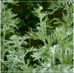 Wormwood από παράσιτα