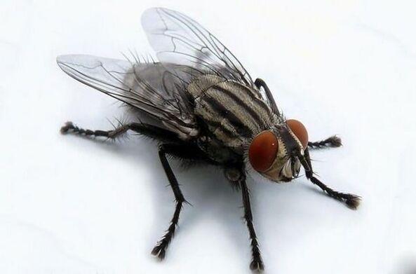 πετούν ως φορέας ανθρώπινων παρασίτων