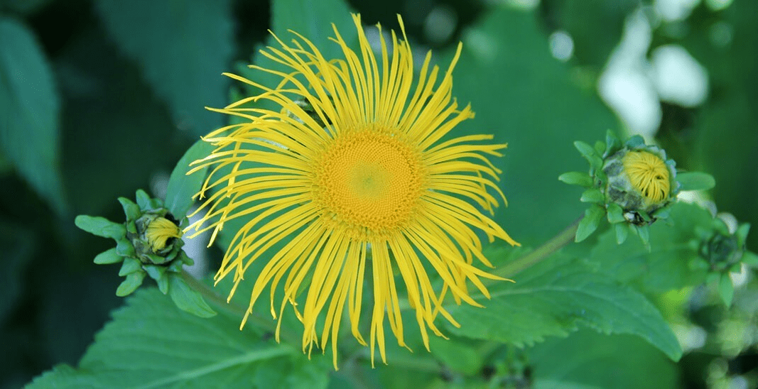 elecampane στην καταπολέμηση των παρασίτων