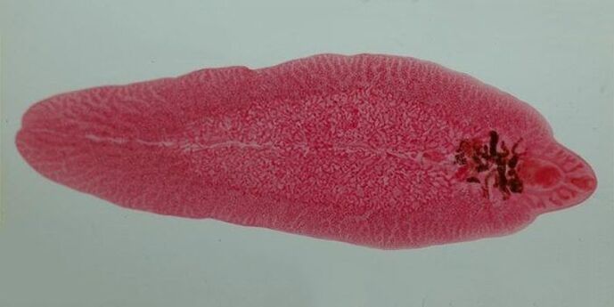 fluke worm στους ανθρώπους