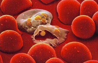 πλασματρίου της ελονοσίας στο ανθρώπινο σώμα